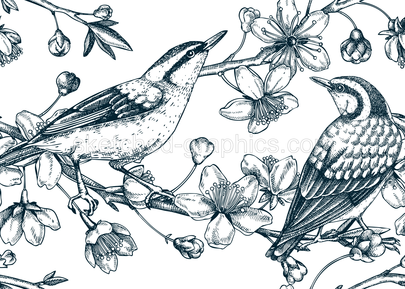 Nuthatches on cherry blossom sketch background in engraved style. Spring seamless pattern with contoured birds and sakura drawing isolated on white. Botanical vector illustration of blooming branches. Illustration